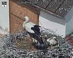 Capi_Dubne_20250610_113003.jpg