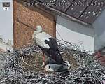Capi_Dubne_20250610_114003.jpg