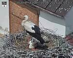 Capi_Dubne_20250610_115003.jpg