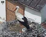 Capi_Dubne_20250610_120003.jpg