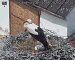 Capi_Dubne_20250610_120503.jpg