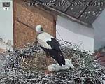 Capi_Dubne_20250610_121003.jpg
