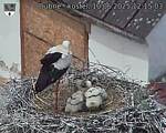 Capi_Dubne_20250610_121503.jpg