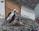Capi_Dubne_20250610_122003.jpg