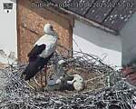 Capi_Dubne_20250610_125002.jpg