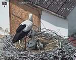 Capi_Dubne_20250610_130003.jpg