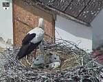 Capi_Dubne_20250610_130503.jpg