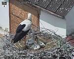 Capi_Dubne_20250610_131003.jpg
