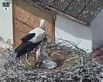 Capi_Dubne_20250610_131502.jpg