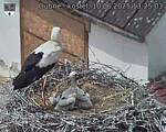 Capi_Dubne_20250610_132503.jpg