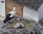 Capi_Dubne_20250610_133003.jpg