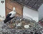 Capi_Dubne_20250610_133503.jpg