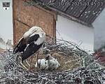 Capi_Dubne_20250610_134503.jpg