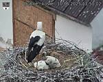 Capi_Dubne_20250610_135002.jpg