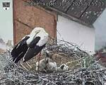 Capi_Dubne_20250610_135503.jpg