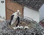 Capi_Dubne_20250610_140003.jpg