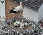 Capi_Dubne_20250610_140503.jpg
