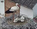 Capi_Dubne_20250610_141003.jpg