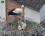 Capi_Dubne_20250610_142003.jpg