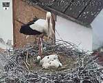 Capi_Dubne_20250610_142503.jpg