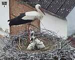 Capi_Dubne_20250610_143003.jpg