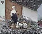 Capi_Dubne_20250610_143503.jpg