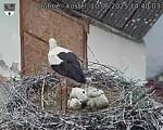 Capi_Dubne_20250610_144003.jpg