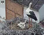Capi_Dubne_20250610_144503.jpg