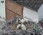 Capi_Dubne_20250610_154003.jpg