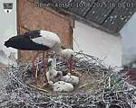Capi_Dubne_20250610_160003.jpg
