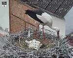 Capi_Dubne_20250610_161003.jpg