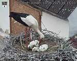 Capi_Dubne_20250610_161503.jpg