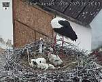 Capi_Dubne_20250610_162003.jpg