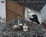 Capi_Dubne_20250610_163503.jpg