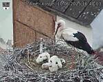 Capi_Dubne_20250610_164003.jpg