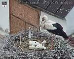 Capi_Dubne_20250610_164503.jpg