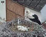 Capi_Dubne_20250610_165002.jpg