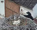 Capi_Dubne_20250610_165503.jpg