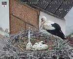 Capi_Dubne_20250610_170003.jpg