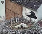 Capi_Dubne_20250610_170503.jpg