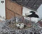 Capi_Dubne_20250610_171003.jpg