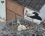 Capi_Dubne_20250610_173003.jpg