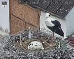 Capi_Dubne_20250610_173503.jpg