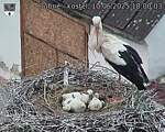 Capi_Dubne_20250610_180003.jpg