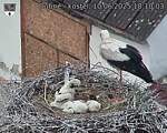 Capi_Dubne_20250610_181003.jpg