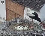 Capi_Dubne_20250610_181503.jpg