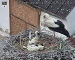 Capi_Dubne_20250610_182003.jpg