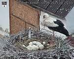 Capi_Dubne_20250610_182503.jpg