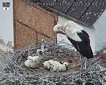 Capi_Dubne_20250610_184003.jpg