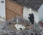 Capi_Dubne_20250610_184503.jpg